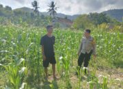 Polisi Desa Cendi Manik Dorong Ketahanan Pangan Lewat Pendampingan Petani Sekotong