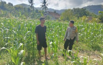 Polisi Desa Cendi Manik Dorong Ketahanan Pangan Lewat Pendampingan Petani Sekotong