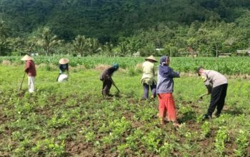 Pemanfaatan Pekarangan Dorong Ketahanan Pangan di Desa Kuripan