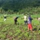 Pemanfaatan Pekarangan Dorong Ketahanan Pangan di Desa Kuripan