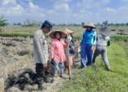 Polri Dukung Swasembada Pangan, Bhabinkamtibmas Montong Are Gandeng Petani