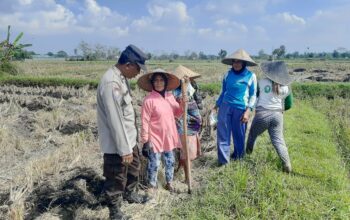 Polri Dukung Swasembada Pangan, Bhabinkamtibmas Montong Are Gandeng Petani