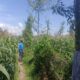 Bhabinkamtibmas Desa Beleka Dampingi Petani Jagung Jelang Panen