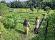 Polsek Kediri Dorong Ketahanan Pangan Warga Montong Are