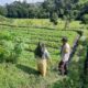 Bhabinkamtibmas Dorong Ketahanan Pangan di Dusun Nyiur Gasing, Lombok Barat