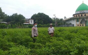 Polsek Kuripan Dorong Ketahanan Pangan dari Pekarangan Warga Jagaraga