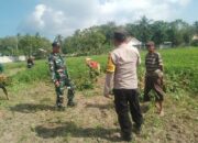 Sinergi TNI-Polri Dukung Ketahanan Pangan di Desa Taman Ayu, Gerung