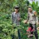 Edukasi Warga Manfaatkan Lahan Pekarangan, Bhabinkamtibmas Polsek Donggo Sukseskan Program Ketahanan Pangan Nasional