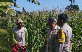 Jagung Jadi Andalan Banyumulek untuk Stabilkan Pangan Lokal