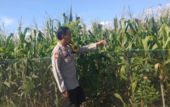 Wujudkan Indonesia Yang Swasembada Pangan, Bhabinkamtibmas Polsek Bolo Pantau Bantu Petani Jagung di Wilayah Binaan