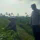 Bhabin Montong Are Garda Ketahanan Pangan dan Kamtibmas
