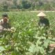 Wujudkan Ketahanan Pangan, Bhabinkamtibmas dan Warga Desa Rhee Ubah Pekarangan Kosong Jadi Kebun Sayur