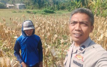 Bhabinkamtibmas Eyat Mayang Dampingi Petani Jagung untuk Perkuat Ketahanan Pangan