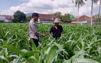 Sinergi Polri dan Petani, Panen Jagung di Sekotong Berjalan Aman