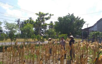 Panen Jagung Hibrida di Desa Kuripan Timur: Polri Turun Langsung Dukung Petani