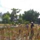 Panen Jagung Hibrida di Desa Kuripan Timur: Polri Turun Langsung Dukung Petani