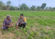 Sinergi Polri dan Warga Kuranji Dorong Desa Mandiri Pangan