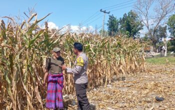 Bhabinkamtibmas Desa Kempo Lakukan Pemantauan tanaman jagung warga binaan.