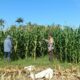 Pantau Tanaman Jagung, Bhabinkamtibmas Kec. Buer Sumbawa Dukung Ketahanan Pangan