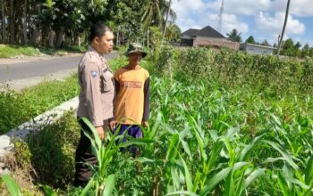 Polsek Kediri Dukung Petani Jagung Desa Gelogor untuk Wujudkan Ketahanan Pangan