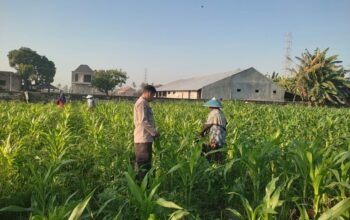 Sinergi Polisi dan Petani Desa Kuranji Dalang Dukung Program Ketahanan Pangan Nasional
