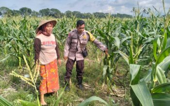 Polsek Labuapi Bangun Kesadaran Pangan Mandiri di Karang Kebon