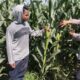 BHABINKAMTIBMAS POLSEK KEMPO DUKUNG KETAHANAN PANGAN MELALUI PEMANTAUAN LAHAN JAGUNG