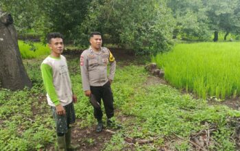 Dukung Program Ketahanan Pangan, Bhabinkamtibmas Desa Karombo Pantau Lahan Jagung Warga