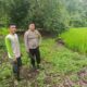 Dukung Program Ketahanan Pangan, Bhabinkamtibmas Desa Karombo Pantau Lahan Jagung Warga