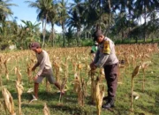 Sinergi Polri dan Petani di Gerung Dorong Stabilitas Harga Jagung