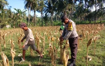 Sinergi Polri dan Petani di Gerung Dorong Stabilitas Harga Jagung
