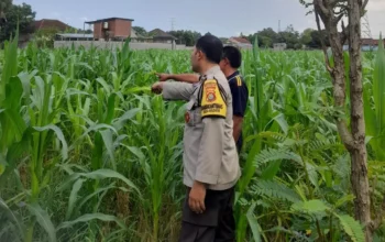 Lombok Barat, NTB – Komitmen Kepolisian Negara Republik Indonesia (Polri) dalam mendukung program ketahanan pangan nasional terus diwujudkan hingga ke tingkat desa. Di wilayah hukum Polres Lombok Barat, upaya nyata ini ditunjukkan melalui peran aktif Bhabinkamtibmas yang intensif mendampingi para petani. Salah satunya adalah kegiatan sambang yang dilakukan oleh Bhabinkamtibmas Desa Gelogor, Aipda Ahyar Haryanto, di Dusun Gelogor Selatan pada hari Rabu, 8 Oktober 2025. Sejak pukul 09.25 Wita, Aipda Ahyar Haryanto telah berada di tengah-tengah warga dan lahan pertanian, khususnya tanaman jagung, yang menjadi komoditas unggulan di daerah tersebut. Kegiatan ini tidak hanya sebatas kunjungan rutin, melainkan merupakan perwujudan sinergi antara aparat keamanan dengan masyarakat dalam menjamin ketersediaan pangan di tingkat lokal. Motivasi dan Pendampingan Langsung di Lahan Pertanian Dalam kunjungannya, Aipda Ahyar Haryanto berinteraksi langsung dengan para petani, melihat dari dekat kondisi tanaman jagung mereka, serta mendengarkan aspirasi dan kendala yang dihadapi. Kehadiran Bhabinkamtibmas di tengah areal persawahan ini memiliki nilai strategis ganda, yaitu menjaga keamanan dan ketertiban masyarakat (Kamtibmas) sekaligus memberikan motivasi dan dukungan moril dalam meningkatkan hasil panen. Petani di Dusun Gelogor Selatan menyambut baik kehadiran Aipda Ahyar Haryanto. Mereka merasa diperhatikan dan mendapatkan suntikan semangat untuk lebih giat dalam mengelola lahan. Tanaman jagung yang menjadi fokus sambang kali ini diharapkan dapat berkontribusi signifikan terhadap pasokan pangan, baik untuk kebutuhan lokal maupun nasional. Polri Dorong Peningkatan Semangat Bertani Warga Peran Bhabinkamtibmas dalam program ketahanan pangan merupakan bagian integral dari tugas tambahan Polri. Mereka berfungsi sebagai jembatan komunikasi yang efektif antara program-program pemerintah di sektor pertanian dengan implementasinya di masyarakat petani. Hal ini sejalan dengan arahan pimpinan Polri untuk menjadikan personel di lapangan sebagai motor penggerak pembangunan dan kesejahteraan masyarakat. Kepala Bagian Sumber Daya Manusia (Kabag SDM) Polres Lombok Barat, AKP Taufik Hidayat, S.H., menegaskan bahwa dukungan terhadap sektor pertanian adalah prioritas. Beliau menyoroti pentingnya peran Bhabinkamtibmas sebagai ujung tombak dalam mencapai sasaran ketahanan pangan. “Kami dari Polres Lombok Barat sangat serius mendukung program pemerintah di bidang ketahanan pangan. Kehadiran Bhabinkamtibmas seperti Aipda Ahyar Haryanto di Desa Gelogor adalah bukti nyata komitmen kami,” ujar AKP Taufik Hidayat, S.H. Beliau melanjutkan, “Kami berharap para petani di Gelogor, khususnya yang membudidayakan jagung, terus semangat dan konsisten dalam merawat tanamannya. Aipda Ahyar Haryanto bertugas untuk memotivasi mereka agar lebih giat dalam bertani, karena keberhasilan pertanian adalah fondasi utama dari ketahanan pangan daerah kita.” Kontribusi Jagung dalam Mewujudkan Swasembada Pangan Komoditas jagung memiliki peran vital sebagai salah satu penopang utama kebutuhan pangan dan pakan di Indonesia. Peningkatan produksi jagung di daerah seperti Gelogor, Lombok Barat, secara langsung akan memperkuat swasembada pangan nasional dan stabilitas harga komoditas. Melalui kegiatan sambang ini, Bhabinkamtibmas juga menyampaikan pesan-pesan yang bersifat edukatif. Selain memberikan dorongan, mereka turut mengingatkan petani mengenai pentingnya pola tanam yang efisien, penggunaan bibit unggul, serta upaya pencegahan gangguan keamanan di lahan pertanian. Kolaborasi dengan instansi terkait, seperti Penyuluh Pertanian Lapangan (PPL), akan terus diperkuat untuk memberikan bimbingan teknis yang optimal kepada warga. Dengan sinergi yang kuat antara Polri, khususnya Bhabinkamtibmas, dan seluruh elemen masyarakat petani, diharapkan Desa Gelogor dapat menjadi contoh keberhasilan dalam mewujudkan masyarakat yang mandiri secara pangan, sehat, dan sejahtera. Keaktifan Aipda Ahyar Haryanto dalam mendampingi petani menjadi cerminan bahwa aparat keamanan tidak hanya bertugas menjaga keamanan, tetapi juga menjadi mitra strategis dalam upaya meningkatkan kesejahteraan dan ketahanan pangan bangsa.