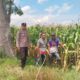 Bhabinkamtibmas Desa Mumbu Polsek Woja Polres Dompu Dampingi Petani Jagung Dukung Program Ketahanan Pangan Nasional