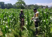 Polsek Kuripan Turun ke Sawah, Dukung Petani Tingkatkan Produksi Jagung