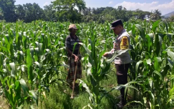 Polsek Kuripan Turun ke Sawah, Dukung Petani Tingkatkan Produksi Jagung