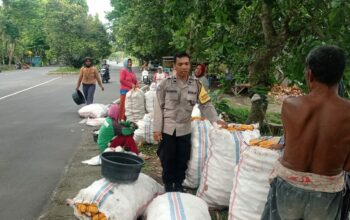 Bhabinkamtibmas Gerung Turun ke Sawah, Jaga Panen Jagung Petani Tetap Aman