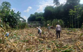 Kemandirian Pangan: Bhabinkamtibmas Kuripan Kunjungi Petani Jagung