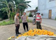 Polsek Labuapi Bantu Petani Amankan Harga Panen Jagung ke Bulog