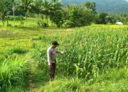 Sinergi Bhabinkamtibmas dan Petani Jagung di Lombok Barat