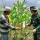 Kolaborasi TNI dan Petani Wujudkan Sawah Jagung Produktif