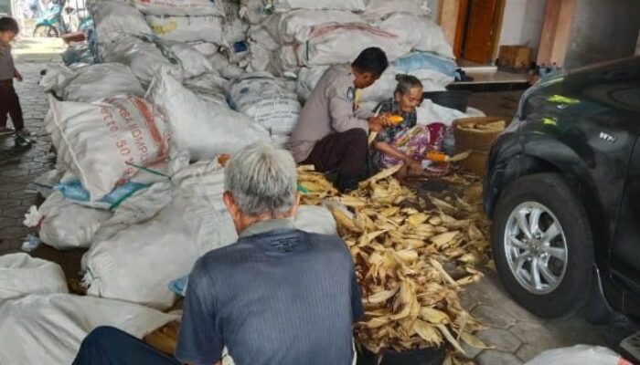 Polsek Gerung Kawal Panen Jagung Tiga Ton di Lombok Barat