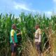 Dukung Ketahanan Pangan, Bhabinkamtibmas Buer Pantau Kondisi Tanaman Jagung Petani