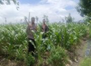 Sukseskan Tanam Padi, Polri Dampingi Petani di Lombok Barat