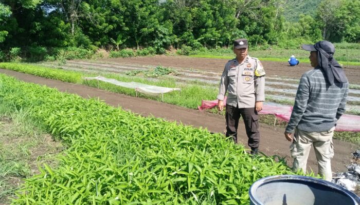 Dukung ketahanan pangan, Polres Sumbawa Barat Dorong Bhabinkmatibmas Aktif monitor dan dampingi warga Binaan