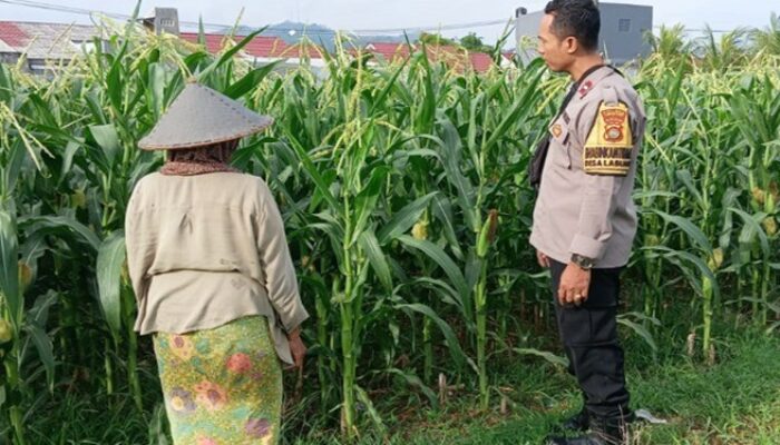Peran Bhabinkamtibmas Kian Vital, Kawal Program Ketahanan Pangan di Desa Labuapi