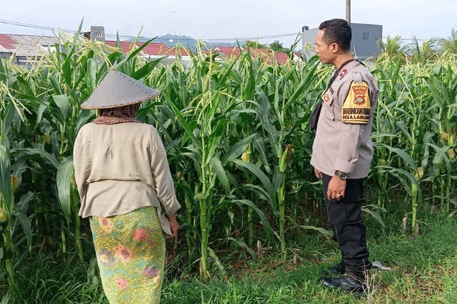 Peran Bhabinkamtibmas Kian Vital, Kawal Program Ketahanan Pangan di Desa Labuapi