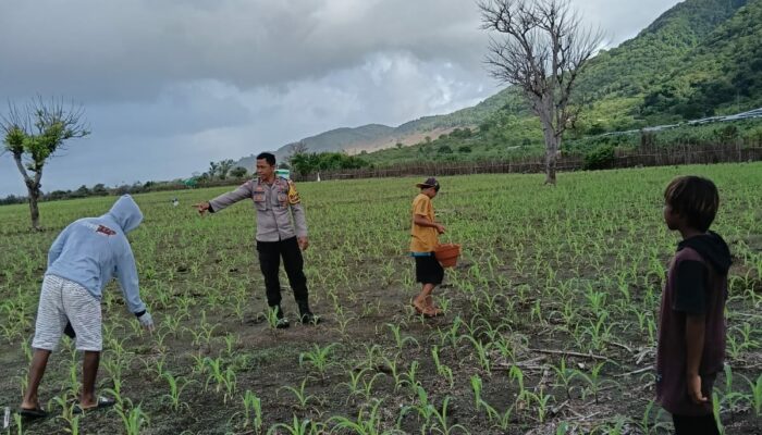 BHABINKAMTIBMAS HU’U DAMPINGI PETANI JAGUNG, DUKUNG PROGRAM KETAHANAN PANGAN MENUJU INDONESIA EMAS 2045