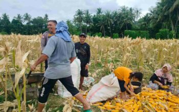 Demi Stok Pangan Nasional, Polsek Lembar Ajak Petani Salurkan Jagung Varietas NK ke Bulog