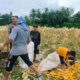 Dukung Ketahanan Pangan Nasional, Bhabinkamtibmas Lembar Imbau Petani Jual Jagung ke Bulog