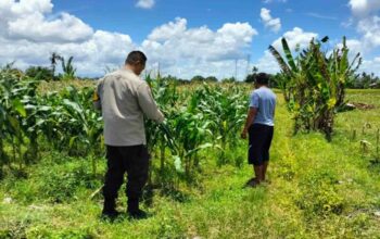 Strategi Polsek Labuapi Dukung Pangan: Jual Jagung ke Bulog & Tanam Pekarangan